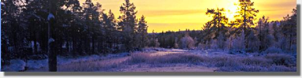 RavsparvidForsantojFp27483