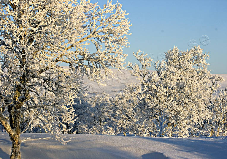 fjllbjrk, frost, kallt, kyla, rimfrost, sn, snlandskap, stmning, trd, vinter, vinterstmning, rstider