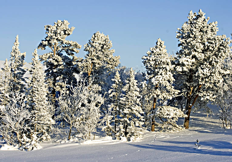 fjällskog, frost, kallt, kyla, rimfrost, snö, snölandskap, stämning, träd, vinter, vinterstämning, årstider