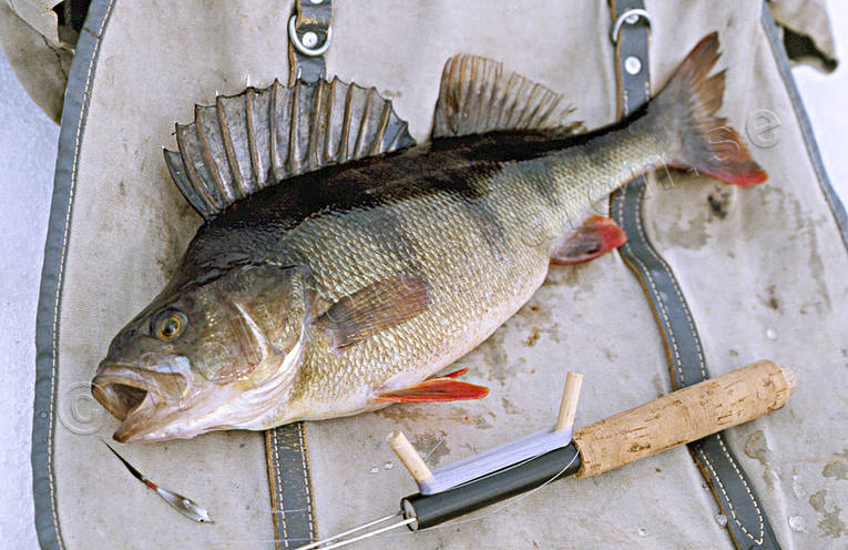 abborre, abborrfiske, fiske, pimpel, pimpelfiske, sportfiske, vinterfiske