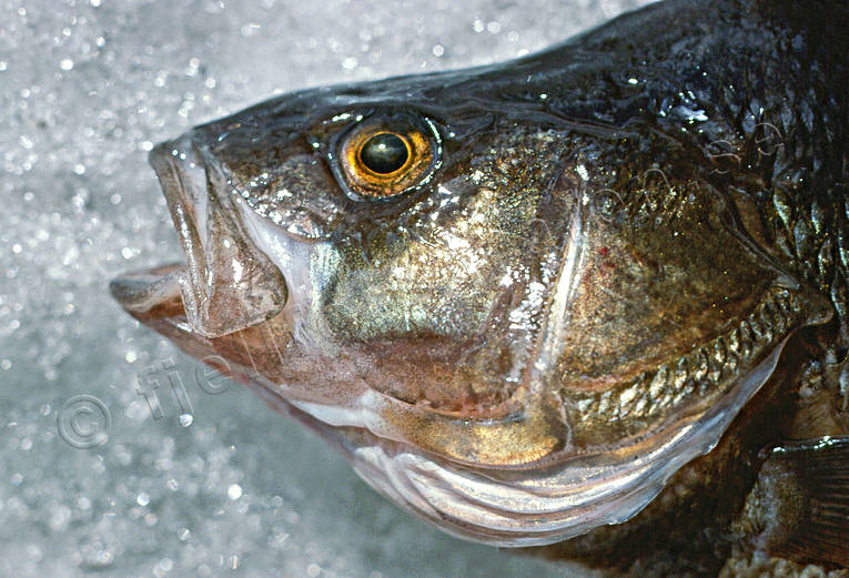 Abborre på is abborre, abborrfiske, fisk, fiskar, fiske, pimpelfiske, sportfiske, vinterfiske