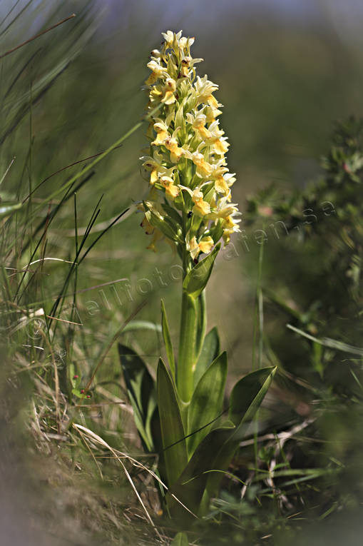 Adam och Eva Adam och Eva, AdamochEva, blomma, blommor, dactylohiza sambucina, Landskap, natur, orkide, orkideer, orkideängar, Stor Karlsö, växter, ängar, ängsmark