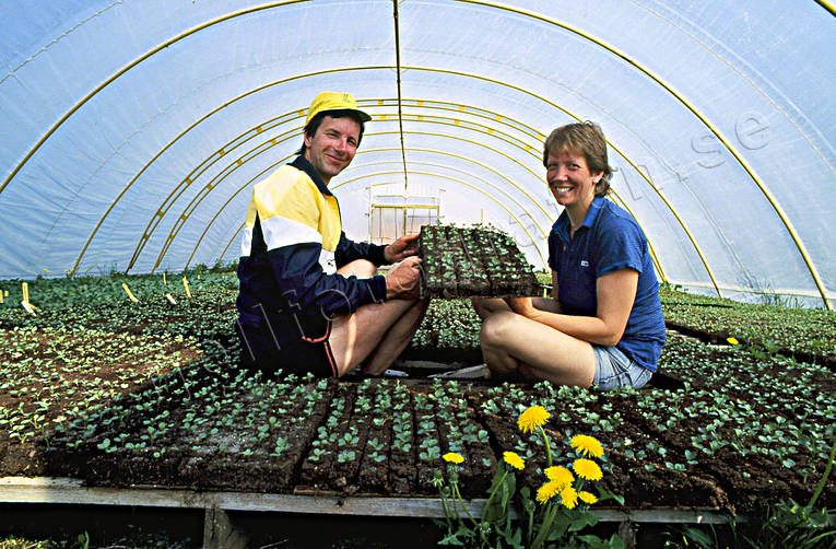 Alternativodling alternativodling, arbete, drivhus, handelsträdgård, jordbruk, trädgård, växthus