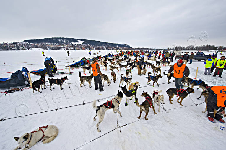 Amundsen race, draghund, draghundar, hundspann, slädhund, slädhundar, tävling, vinter, äventyr
