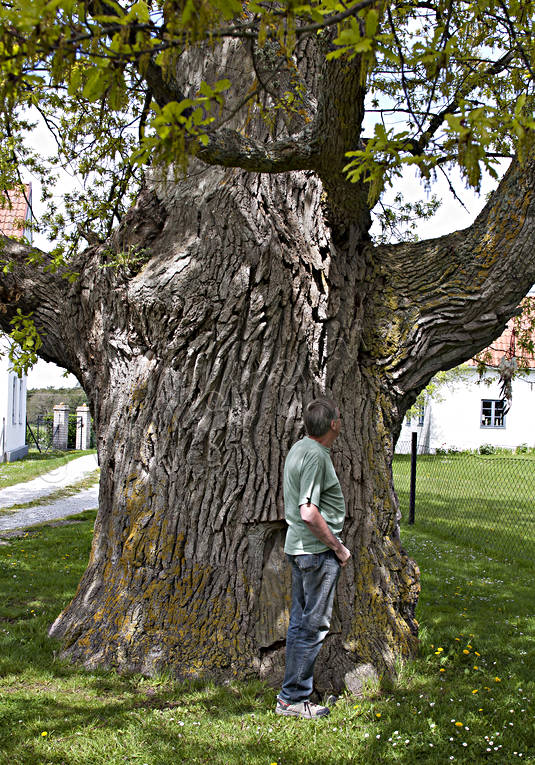 Ava, Avaeken, ek, Fr, gammal, Gotland, natur, sommar, trd, rstider