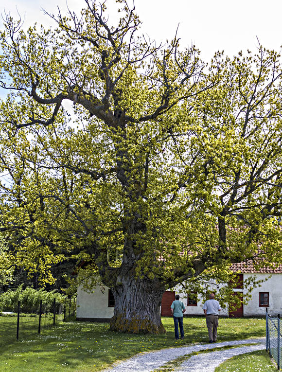 Avaeken på Fårö Gotland Ava, Avaeken, ek, gammal, Gotland, natur, sommar, träd, årstider