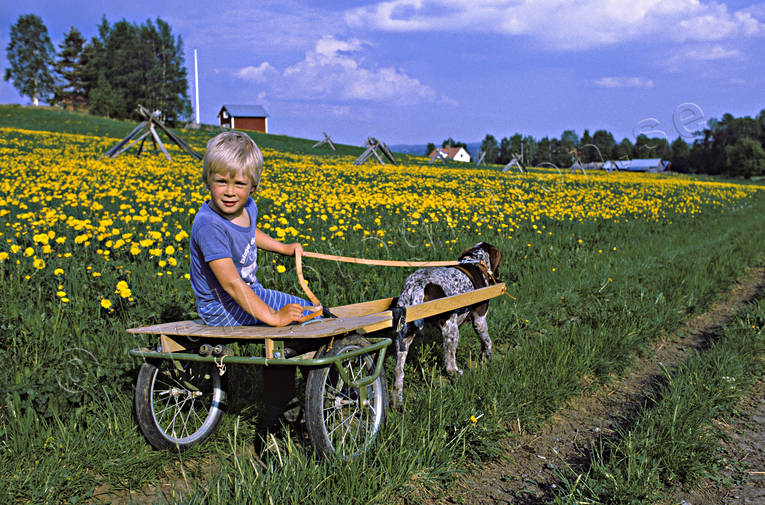 Barn åker sulky efter hund barn, blommor, blå, draghund, friluftsliv, försommar, himmel, hund, hundsulky, maskrosor, sommar, sommarlov, sulky, uteliv, äventyr
