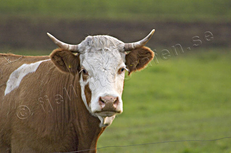 Biffko på bete bete, biffko, djur, däggdjur, horn, husdjur, ko, kor, köttdjur, köttproduktion