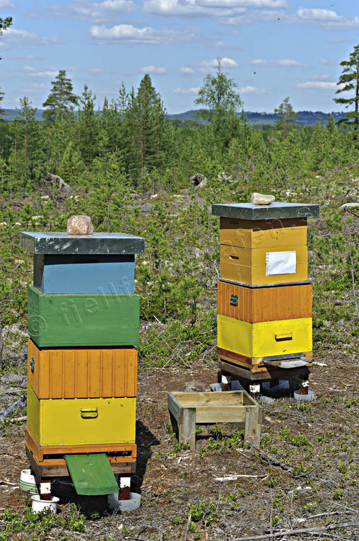 arbete, bikupa, bikupor, bin, honung, milj, natur, pollinering, skog, skogsbruk