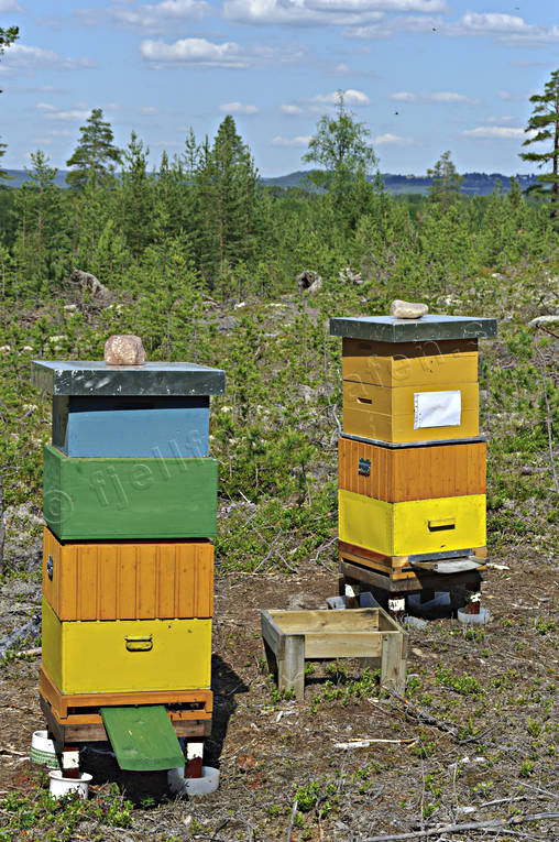 arbete, bikupa, bikupor, bin, honung, miljö, natur, pollinering, skog, skogsbruk