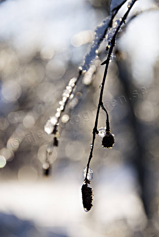 bjrk, bjrkhnge, jul, julbilder, julkort, julstmning, stmning, stmningsbild, stmningsbilder, vinter, vinterbilder, rstid, rstider