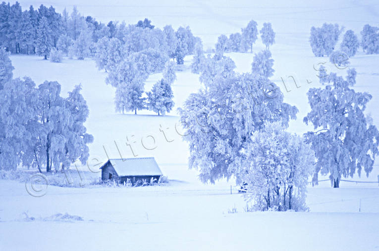 bjrkar, bjrkng, Frsn, julkort, julstmning, Jmtland, kallt, kyla, lada, sn, stmning, stmningsbild, stmningsbilder, vinter, vinterlandskap, vinterng, rstid, rstider, ng
