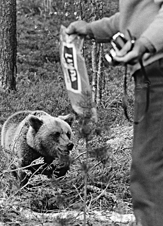 bamse, bjrn, bjrnfotografering, brunbjrn, djur, dggdjur, fotografering, rovdjur, svartvit