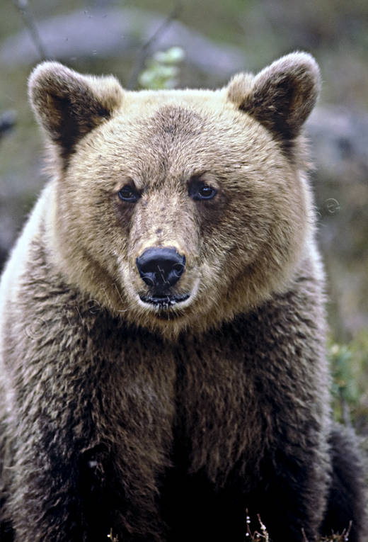 bamse, bjrn, brunbjrn, djur, dggdjur, nrbild, rovdjur