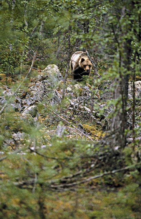 bamse, bjrn, brunbjrn, djur, dggdjur, rovdjur