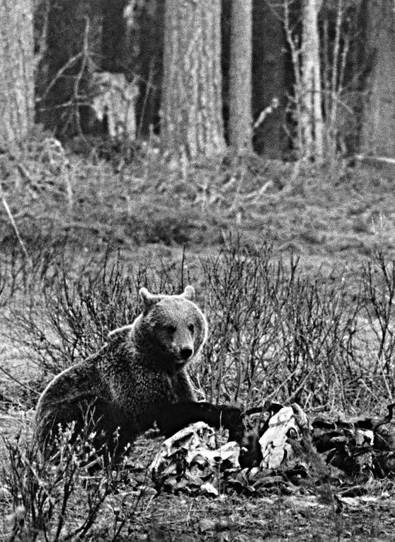 bamse, bjrn, bjrntel, brunbjrn, djur, dggdjur, rovdjur, Sonfjllet, svartvit, tel