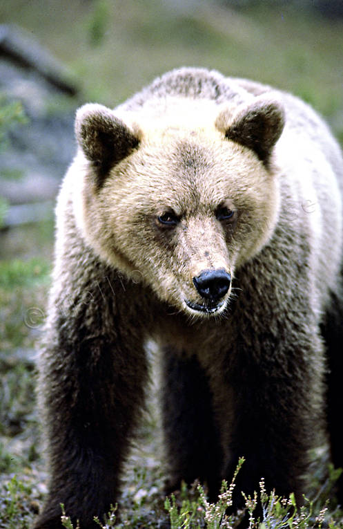 Björn i närbild bamse, björn, brunbjörn, djur, däggdjur, närbild, rovdjur