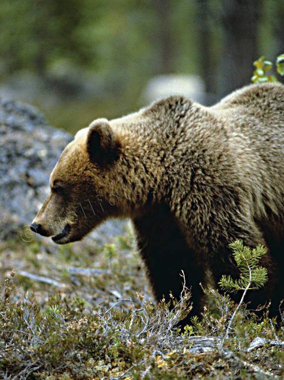Björn i profil bamse, björn, brunbjörn, djur, däggdjur, profil, rovdjur