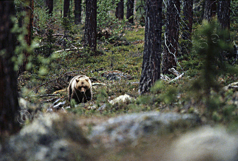 Björn i skog bamse, björn, brunbjörn, djur, däggdjur, rovdjur