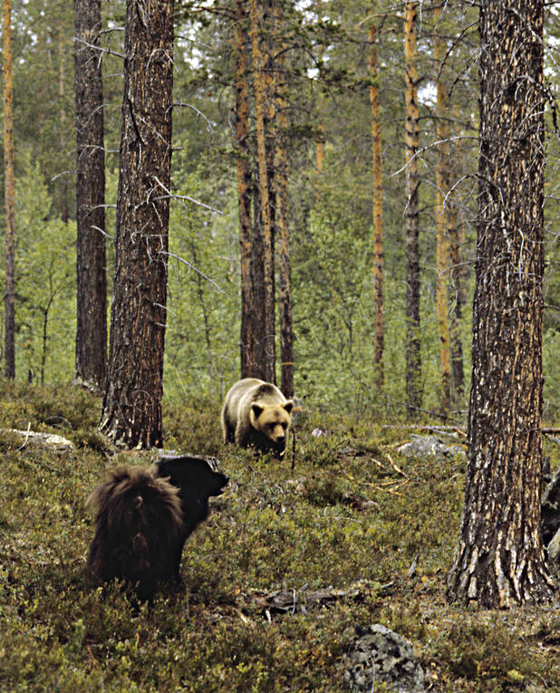 Björn och lapphund bamse, björn, brunbjörn, djur, däggdjur, hund, hundar, lapphund, rovdjur
