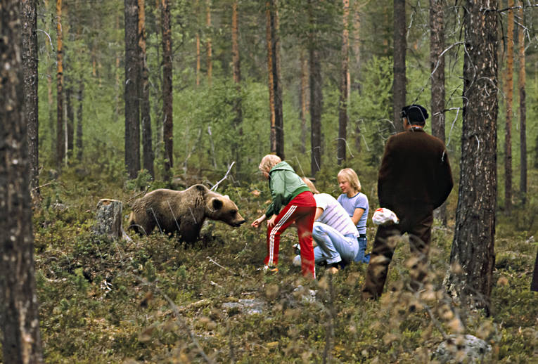 Björn och människor bamse, barn, björn, brunbjörn, djur, däggdjur, mata, matar, matas, nalle, orädd, rovdjur