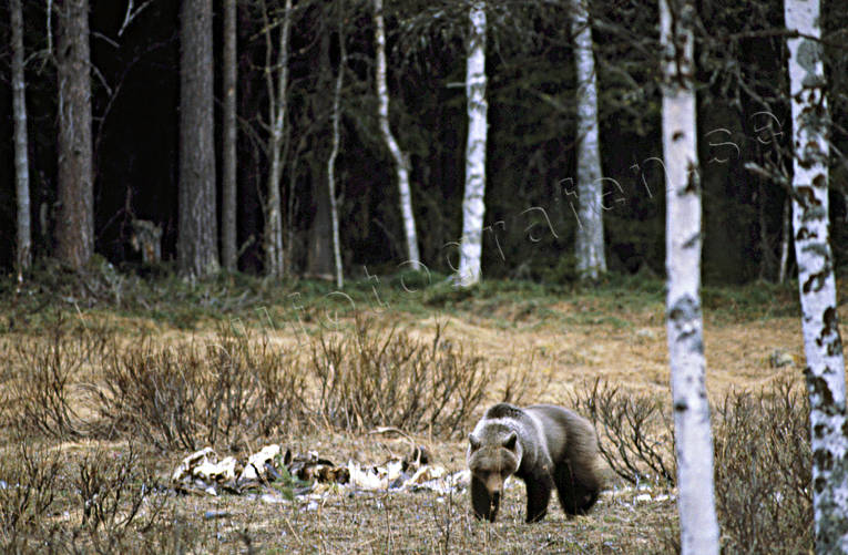 Björn vid åtel björn, björnåtel, brunbjörn, djur, däggdjur, rovdjur, Sonfjället, åtel