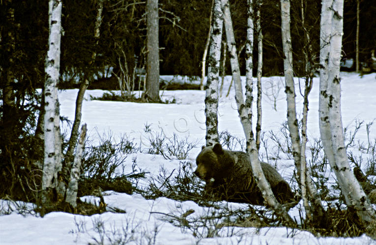 Björn vid åtel bamse, björn, björnåtel, brunbjörn, djur, däggdjur, kadaver, rovdjur, skare, Sonfjället, åtel, äter