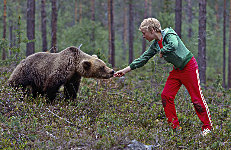 Björn äter ur barns hand bamse, barn, björn, brunbjörn, djur, däggdjur, mata, matar, matas, nalle, orädd, rovdjur