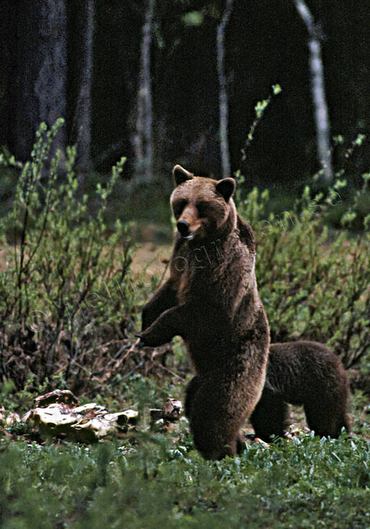Björnhona med ungar bamse, björn, björnhona, björnunge, björnåtel, brunbjörn, djur, däggdjur, kadaver, rovdjur, Sonfjället, åtel