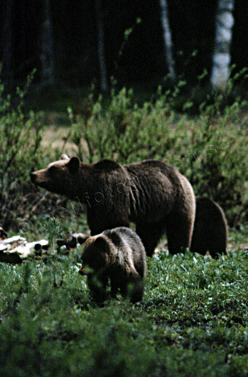Björnhona med ungar bamse, björn, björnhona, björnunge, björnåtel, brunbjörn, djur, däggdjur, kadaver, rovdjur, Sonfjället, åtel