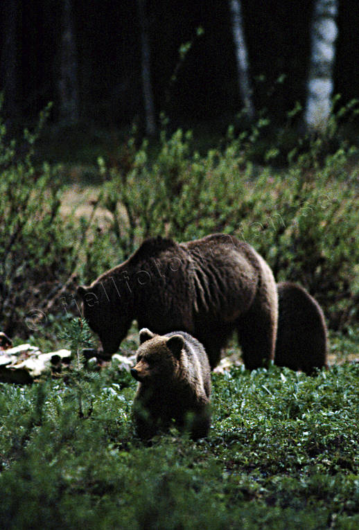 Björnhona med ungar bamse, björn, björnhona, björnunge, björnåtel, brunbjörn, djur, däggdjur, kadaver, rovdjur, Sonfjället, åtel