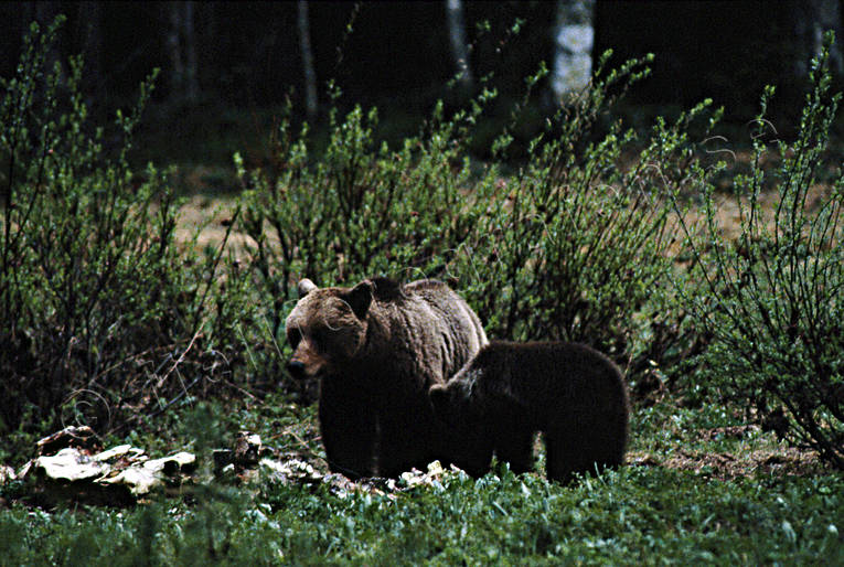 Björnhona med ungar bamse, björn, björnhona, björnunge, björnåtel, brunbjörn, djur, däggdjur, kadaver, rovdjur, Sonfjället, åtel