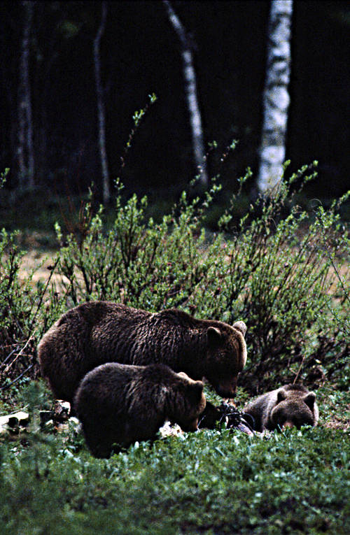 Björnhona med ungar bamse, björn, björnhona, björnunge, björnåtel, brunbjörn, djur, däggdjur, kadaver, rovdjur, Sonfjället, åtel