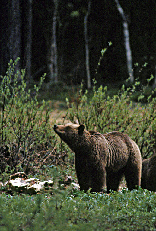 Björnhona vid åtel bamse, björn, björnhona, björnunge, björnåtel, brunbjörn, djur, däggdjur, kadaver, rovdjur, Sonfjället, åtel
