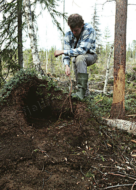 Björnide i myrstack björn, björnide, brunbjörn, djur, däggdjur, ide, myrstack, rovdjur