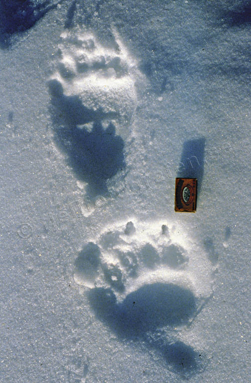 Björnspår i snö björn, björnspår, brunbjörn, djur, däggdjur, rovdjur, snö, spår, spårsnö