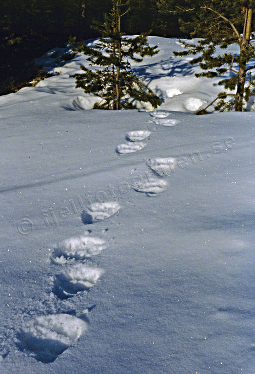 Björnspår i snö björn, björnspår, brunbjörn, djur, däggdjur, rovdjur, snö, spår, spårsnö