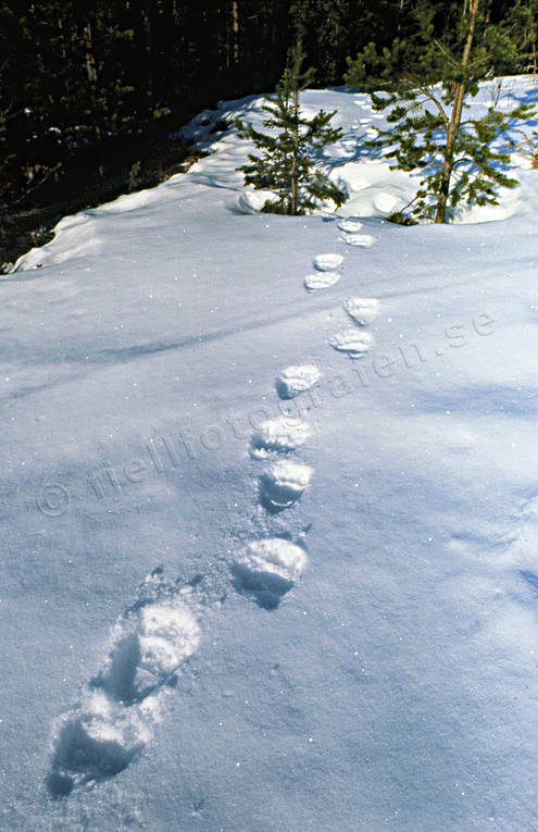 Björnspår i snö björn, björnspår, brunbjörn, djur, däggdjur, rovdjur, snö, spår, spårsnö