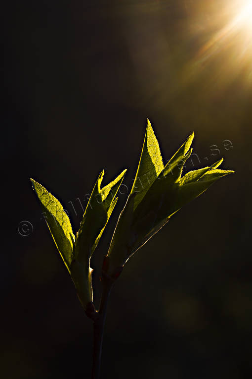 Blad i solsken fotosyntes, gryning, ljus, morgon, natur, skog, skott, solstrålar, vår, årstider