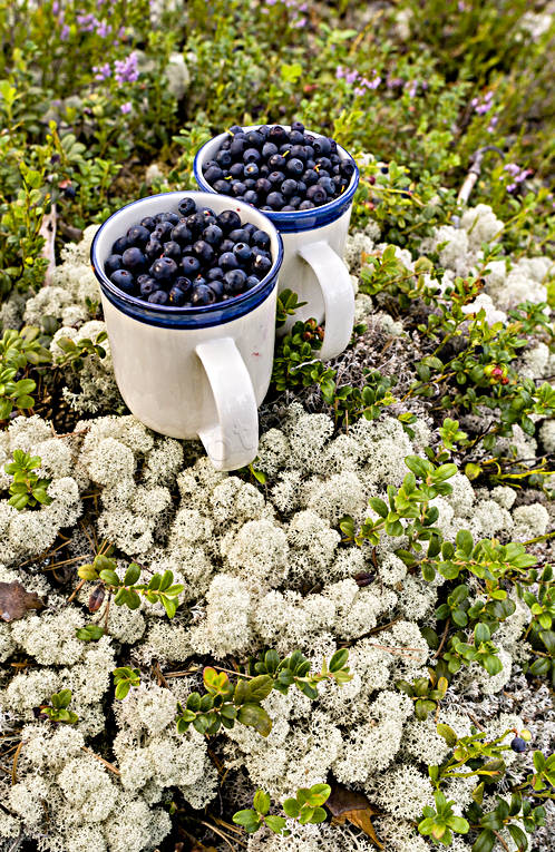 biotop, biotoper, blbr, br, fnsterlav, hst, natur, renlav, skog, skogsbr, rstid, rstider
