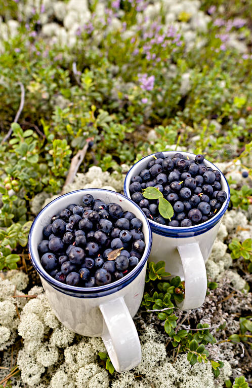 biotop, biotoper, blbr, br, fnsterlav, hst, natur, renlav, skog, skogsbr, rstid, rstider