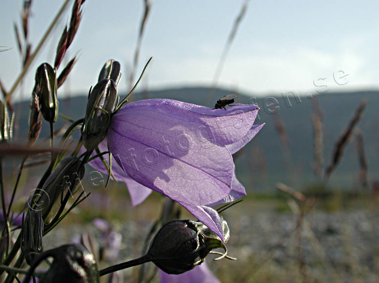 blomma, bl, blklocka, lila, Nordnorge, nrbild, sommar, stmning, stmningsbild, stmningsbilder, rstid, rstider
