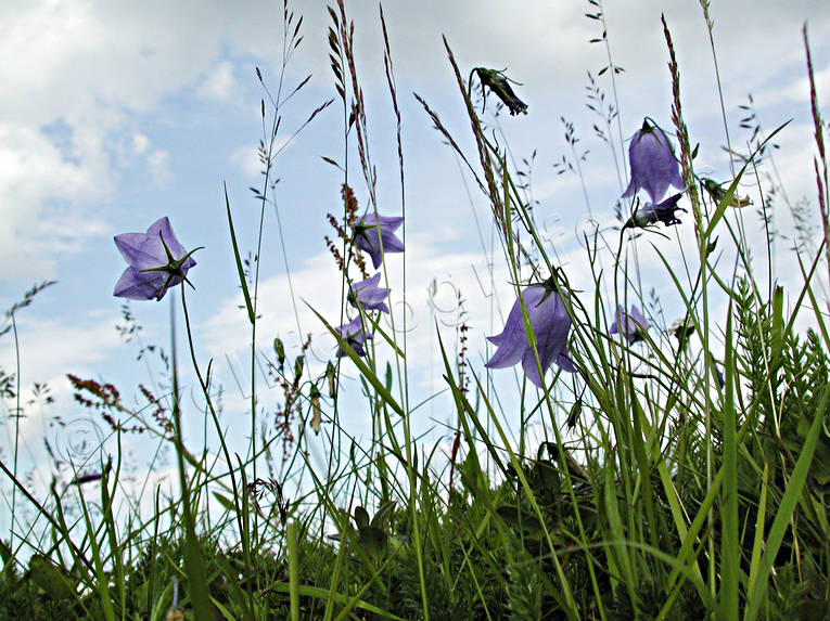 blommor, bl, blklockor, grs, himmel, Nordnorge, sommar, stmning, stmningsbild, stmningsbilder, rstid, rstider, ngsblommor