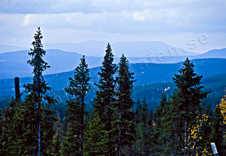 granar, granskog, Hrjedalen, hst, Landskap, stmning, stmningsbild, stmningsbilder, rstid, rstider