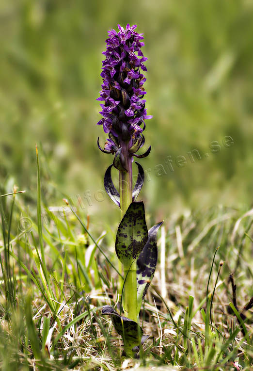 Blodnycklar biotop, biotoper, blodnycklar, blommor, dactylorhiza cruenta, fjäll, fjällblommor, fjällen, fjällnatur, natur, orkide, orkideer, växter