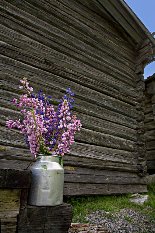 Blombukett med Lupiner blomma, blommor, blomsterknippa, blomsterkvast, blå, bukett, bunt, knippa, lila, lupiner, röd, sommar, sommarblommor, växter