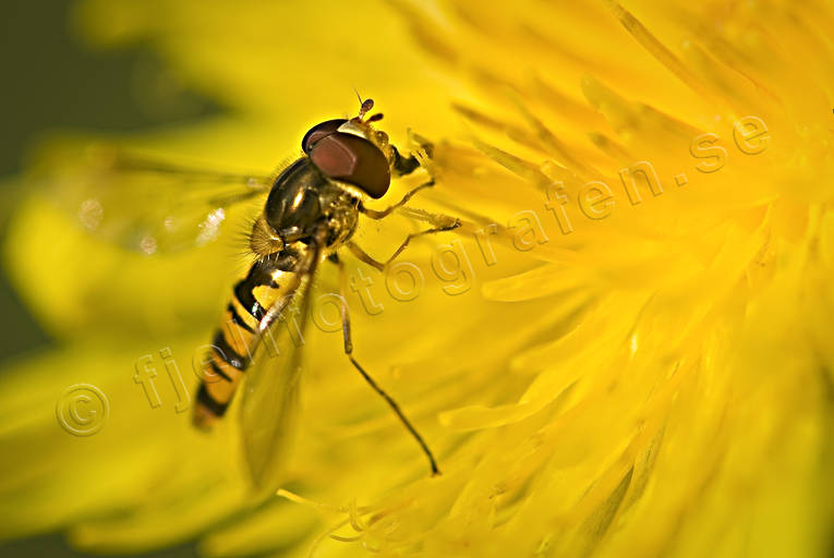 Blomfluga på maskros blomfluga, djur, fluga, insekter, maskros