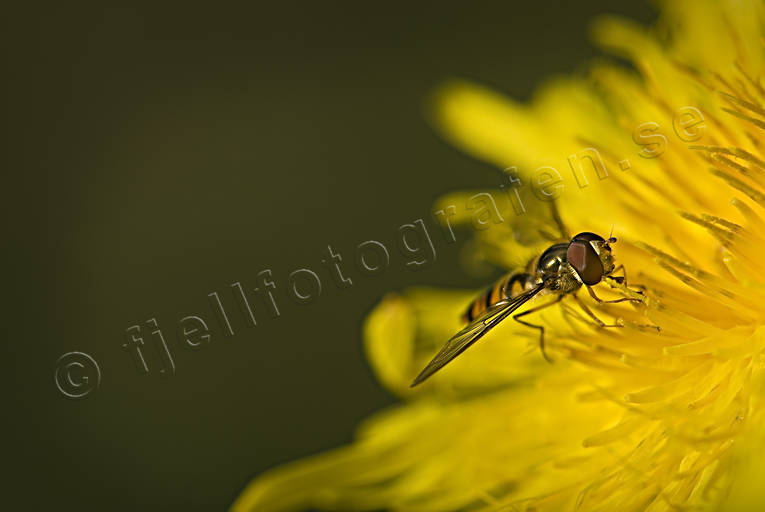 Blomfluga på maskros blomfluga, djur, fluga, insekter, maskros