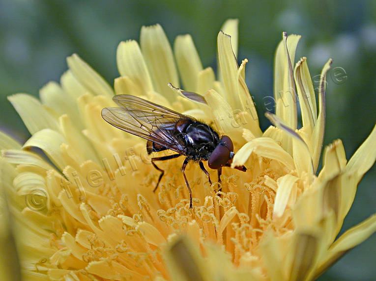 Blomfluga på maskrosblomma blomfluga, blomma, djur, fluga, insekter, maskros, sommar