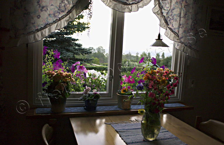 blommor, fnster, kksbord, kksfnster, sommar, sommarblommor, stmning, stmningsbild, stmningsbilder, Vlbacken, rstid, rstider